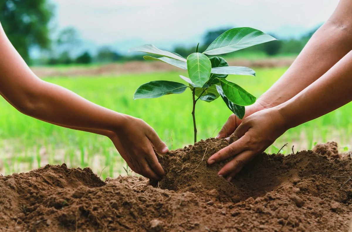 Tree Planting and Watering